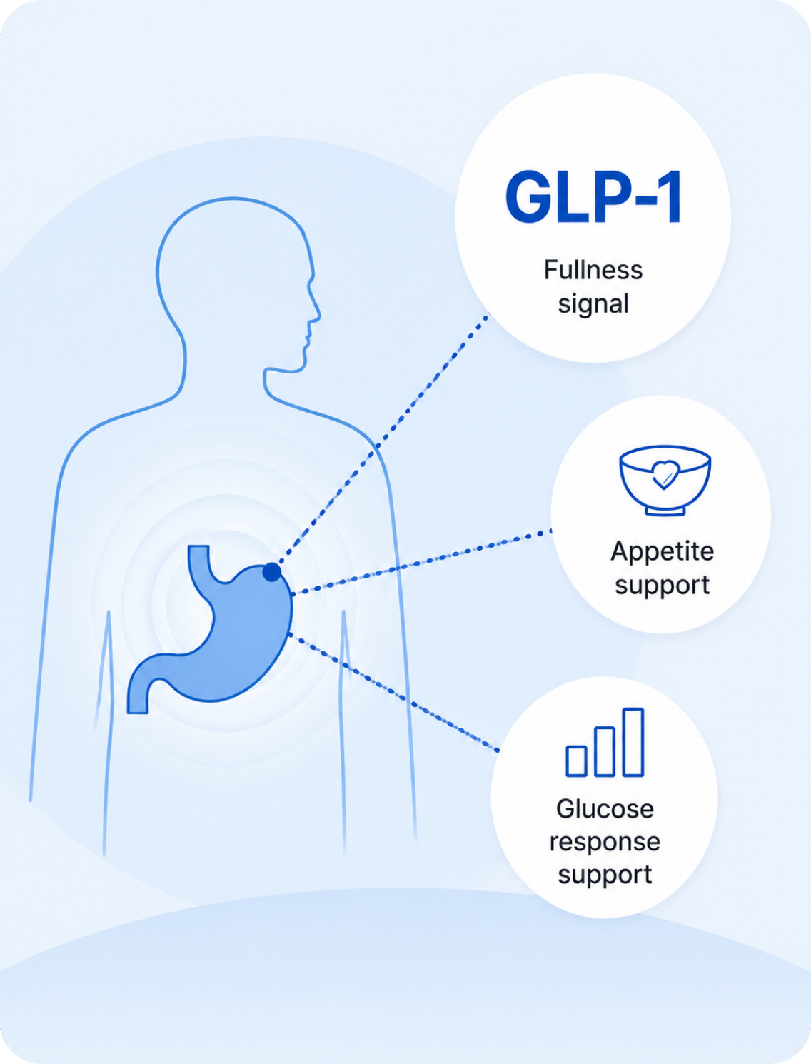 GLP-1 body diagram
